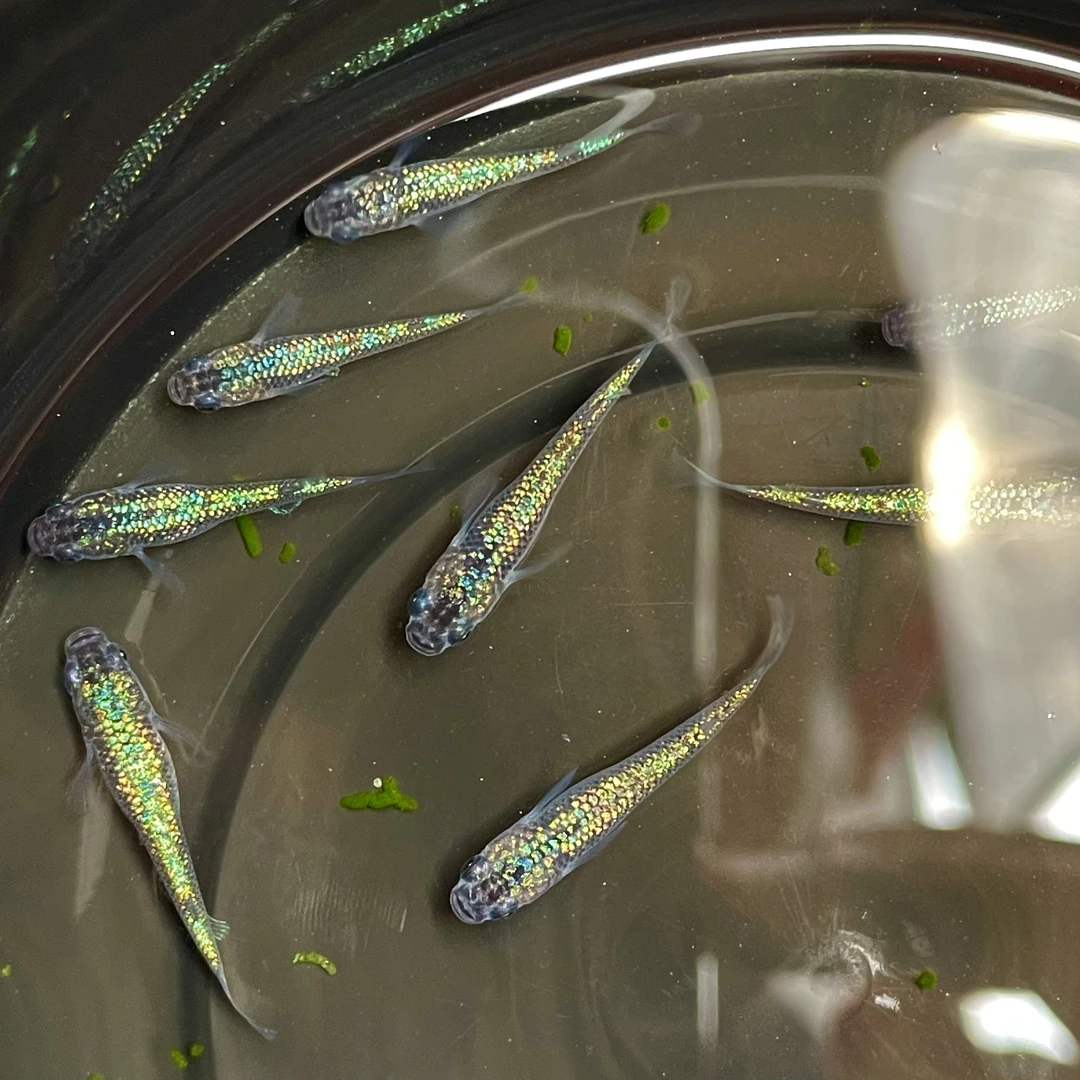 观背青鳉鱼蓝宝石淡水鱼群游鱼好繁殖耐活无需打氧