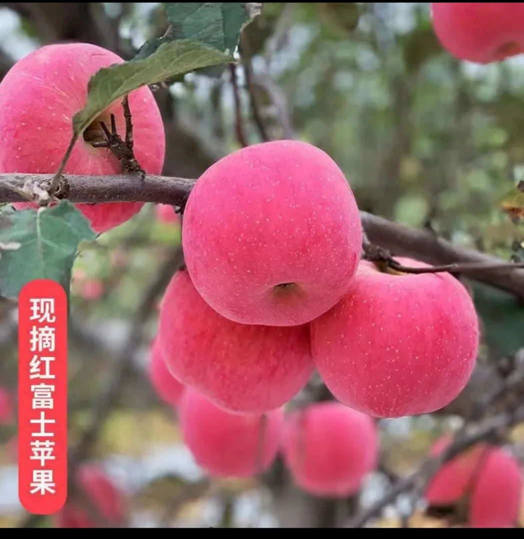 甘肃天水红富士苹果脆甜多汁