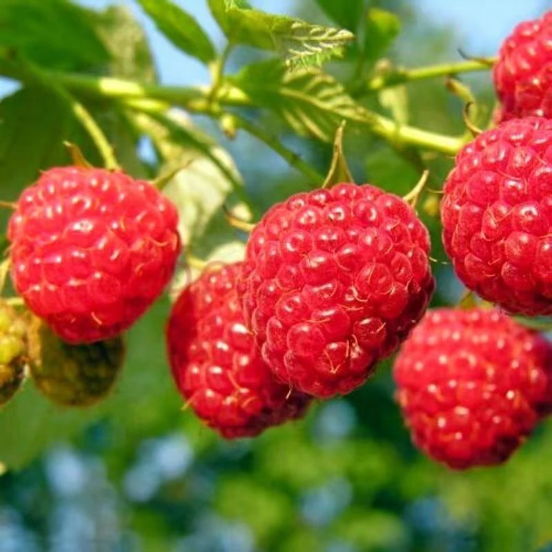 红树莓苗树盆子大果抗寒耐热盆栽地栽树莓苗