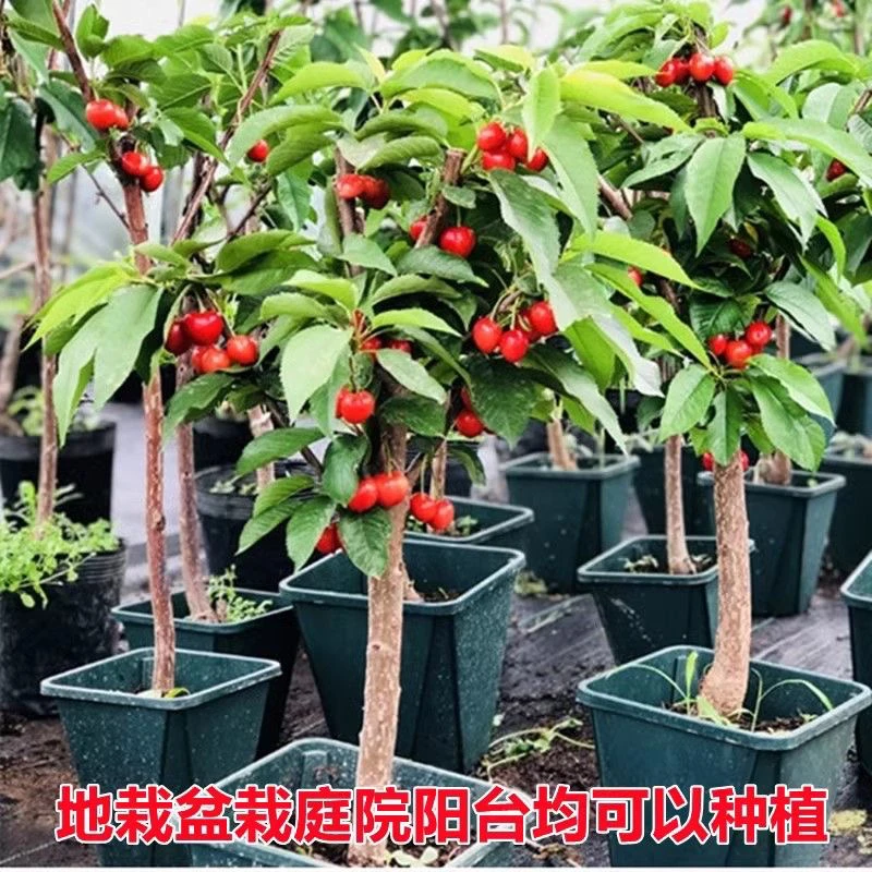 车厘子大樱桃树苗抗寒耐热大果盆栽地栽南方北方种植