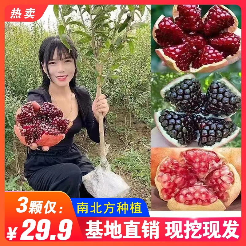 石榴树苗蒙阳红大果石榴盆栽地栽抗寒耐热突尼斯软籽