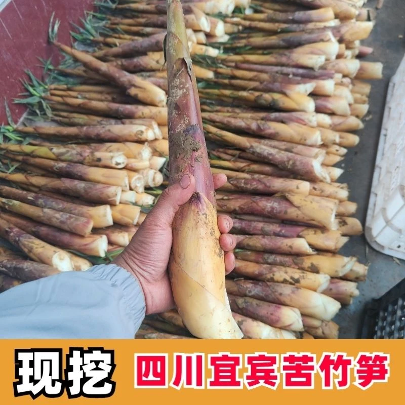 新鲜苦竹笋四川宜宾苦笋甜竹笋春笋甜苦笋现挖带壳甜笋大号苦笋