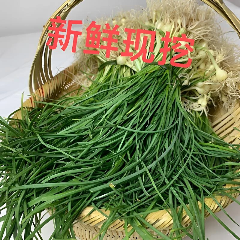 湖南新鲜野葱现挖新鲜苦蒜野菜小根蒜胡葱野藠头野小蒜野山葱