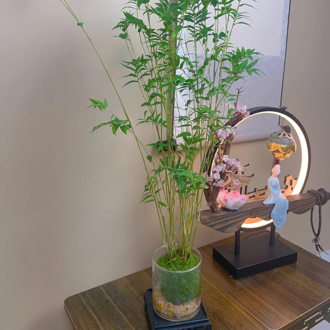水培苔藓球观音竹盆栽客厅盆景