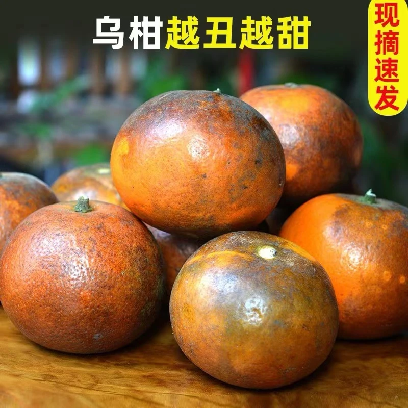 正宗乌柑沃柑新鲜多汁皮薄大果橘子新鲜乌柑黑皮沃柑脆蜜当季水果