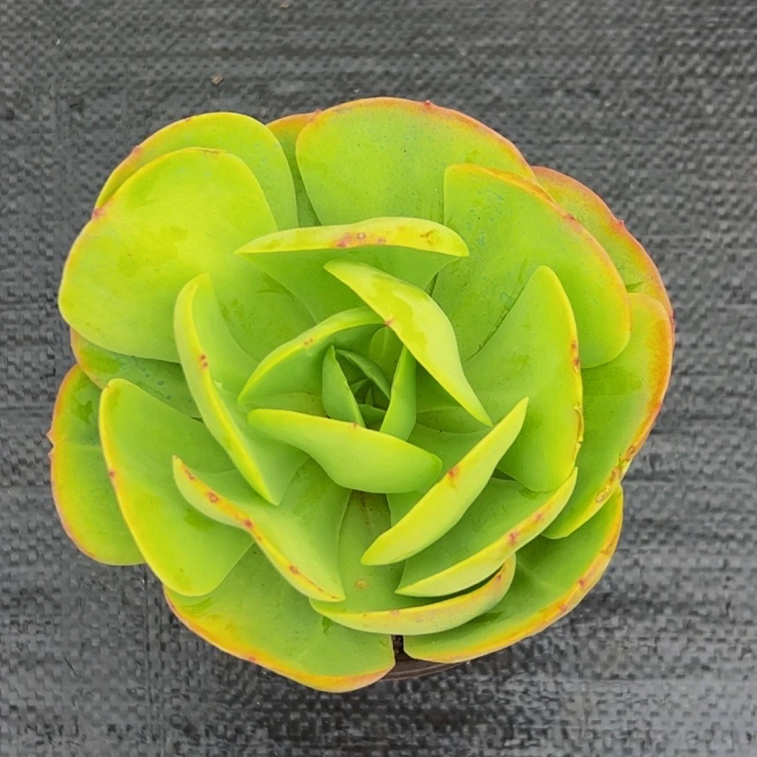 鸡蛋碧桃带盆土发