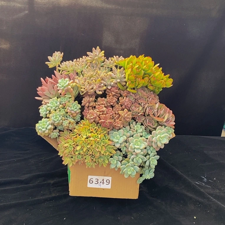6349七夕多肉植物组合套餐脱土发冷链包邮
