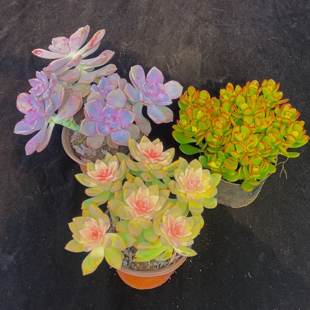 A11七夕多肉植物3颗套餐冷链发货