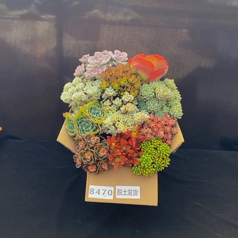 8470多肉植物组合套餐脱土发冷链包邮