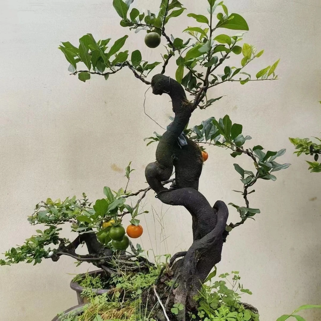 2号【直播间一物一拍】金弹子熟桩，怪桩，鲜花绿植，拍下NO退NO换