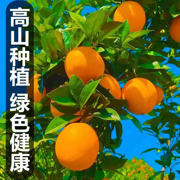 江西正宗赣南脐橙当季水果新鲜现摘多滋手剥橙橙子赣南特产包邮