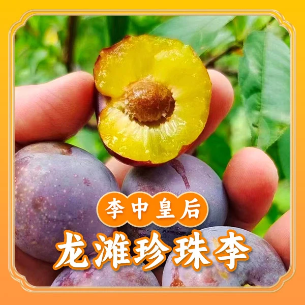 广西天峨龙滩珍珠李5斤礼盒装新鲜采摘香甜可口