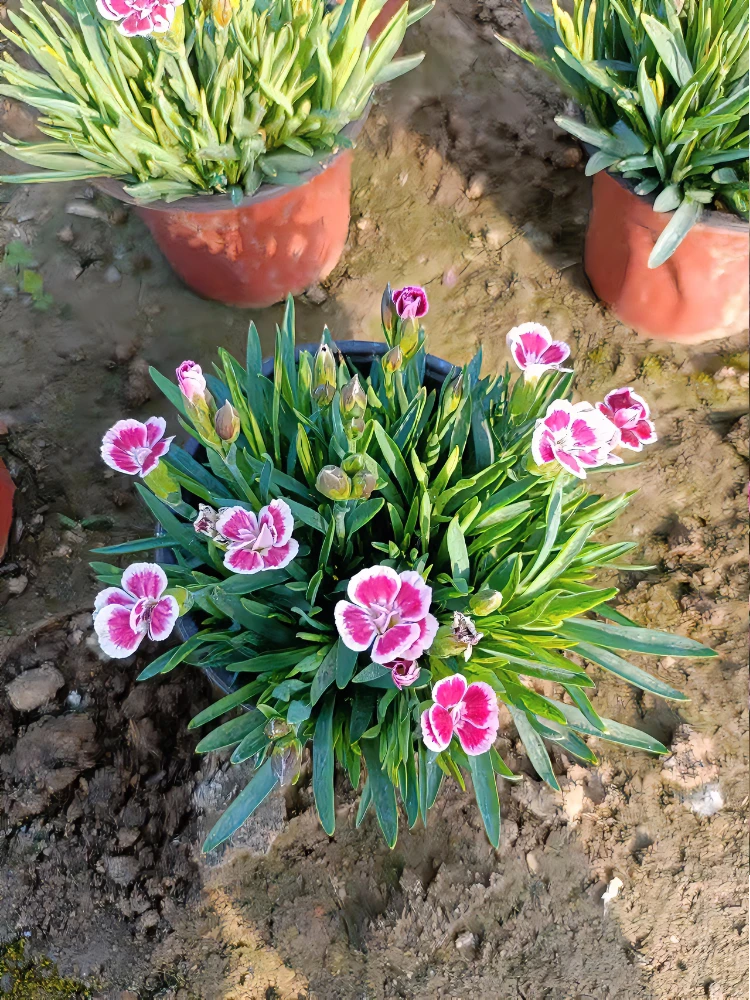 欧石竹初吻盆栽花苗耐寒地被绿植庭院四季开花不死花卉欧石竹花苗