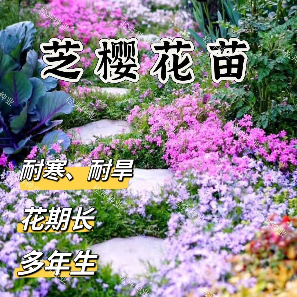 芝樱花苗四季多年生植物耐旱庭院植株种植花园耐寒花卉花苗