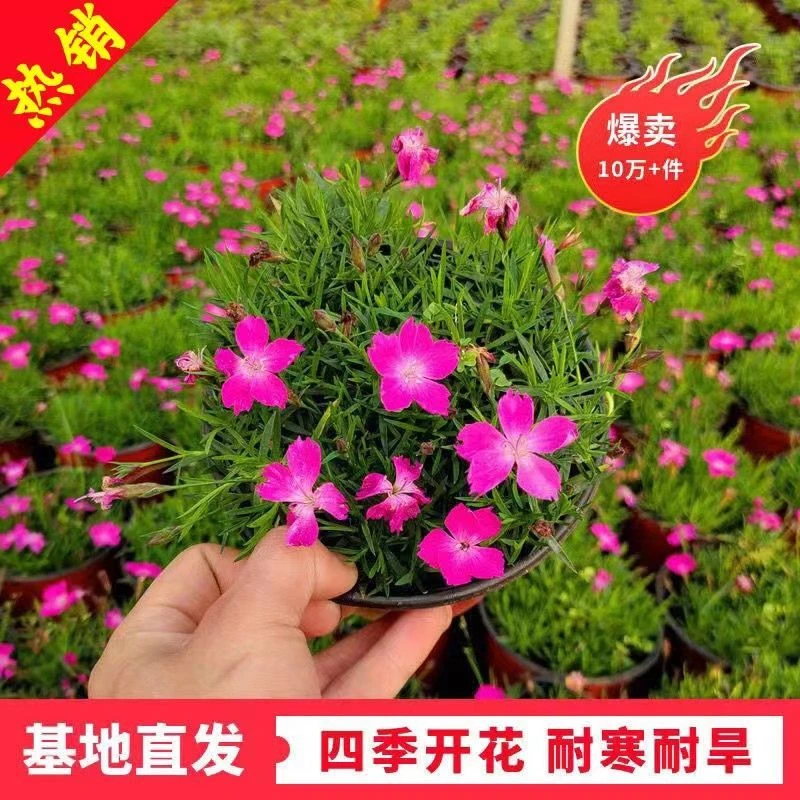 欧石竹花苗四季开花耐旱庭院园林绿化宿根多年生开花植物