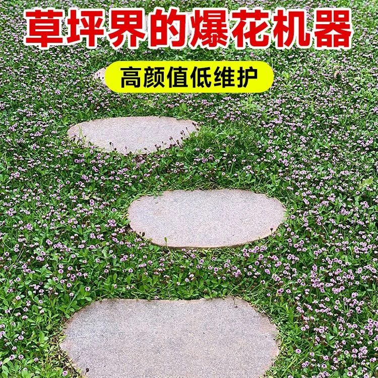 姬岩垂草地被植物草苗草籽耐热耐寒庭院花境造景矮生铺地