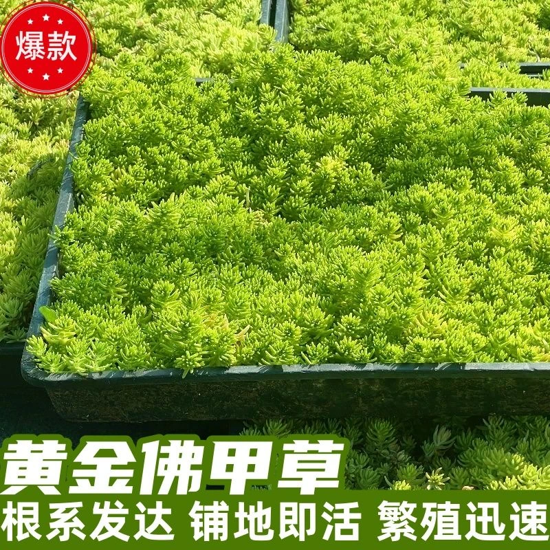 黄金佛甲草多年生四季常绿耐寒耐旱庭院草坪绿化