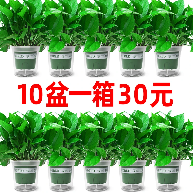 暖卉绿萝盆栽室内植物花卉绿植盆景长藤垂吊大叶绿箩新房吸除甲醛