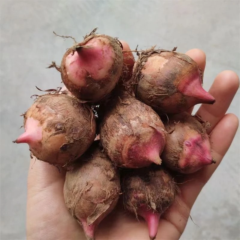 （红芋头） 好货 （芹芹 集市代购链接链接）（甜甜瓜瓜）