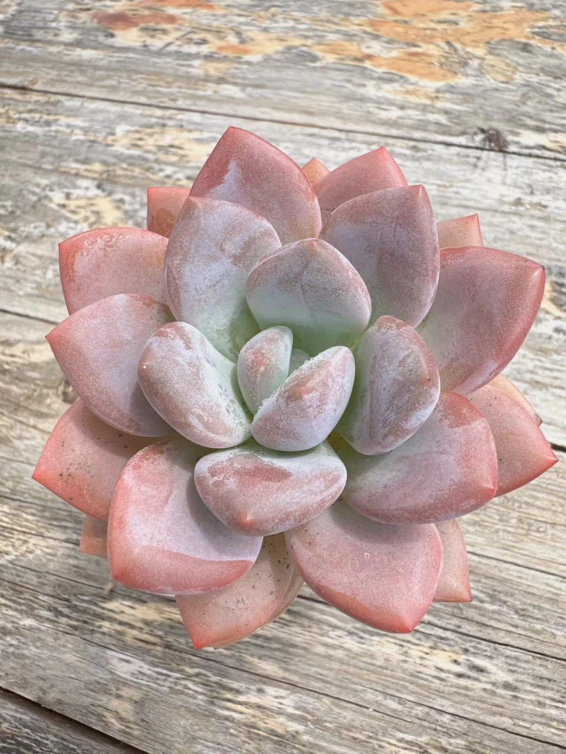 奥普玲娜超萌肉肉多肉植物精品四季绿植园艺盆栽云南