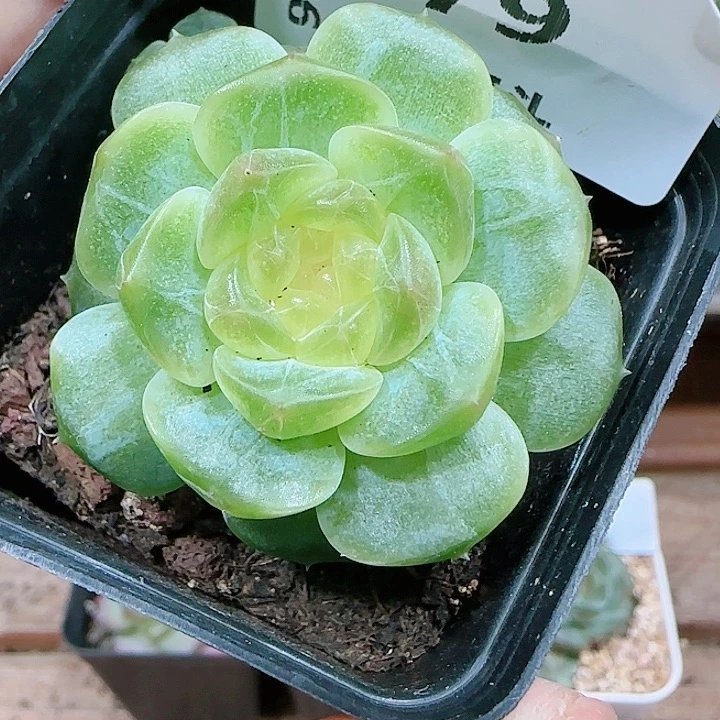 商品编码0926-79珍妮糖心