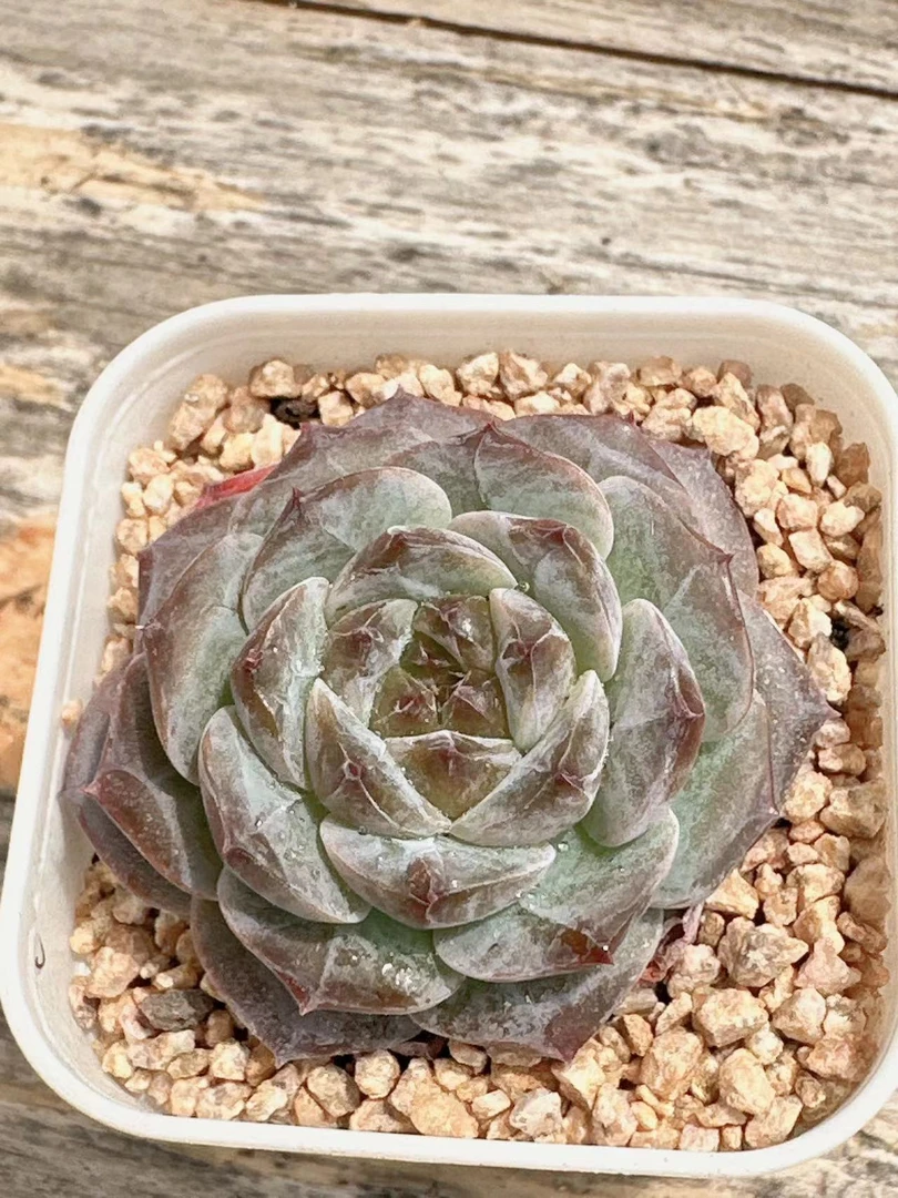冰魄超萌肉肉多肉植物精品四季绿植园艺盆栽云南
