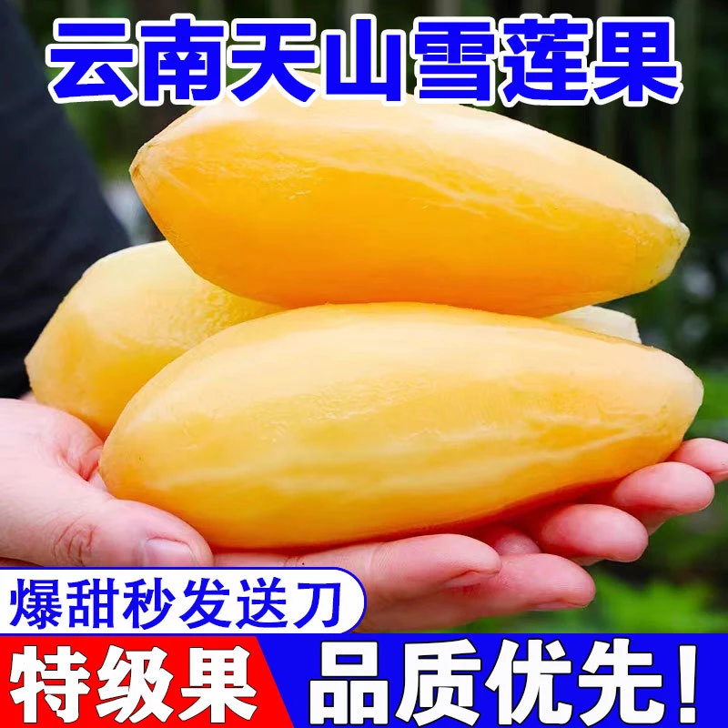 新鲜水果云南天山雪莲果应季水果黄心清甜多汁产地直发