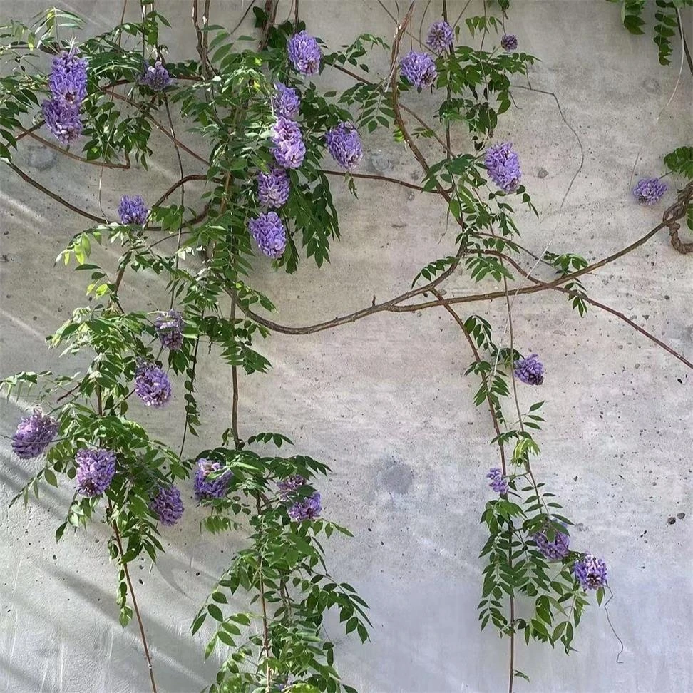 紫水晶，多季开花欧美品种紫藤花高档别墅庭院攀爬绿化