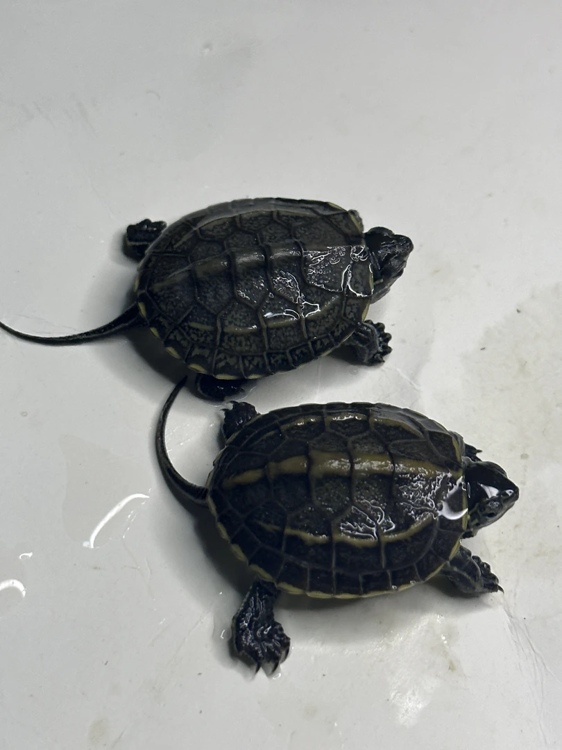 好养易活各种观赏龟