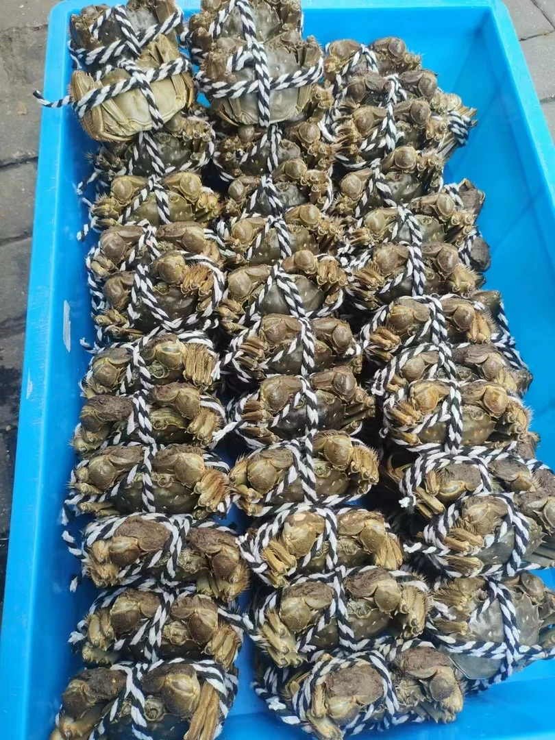 大闸蟹公蟹5只