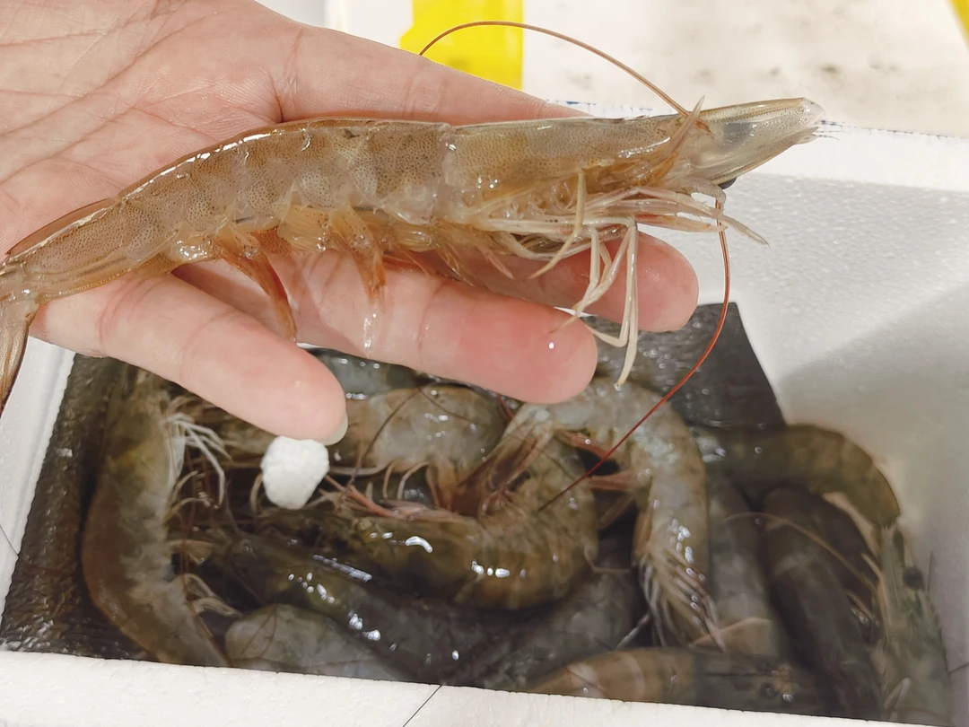 明虾一箱一斤左右（包鲜不包活）