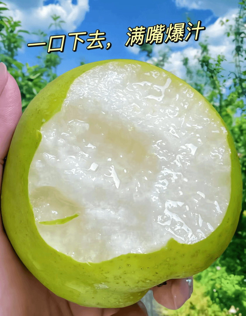 有机苹果梨五斤左右