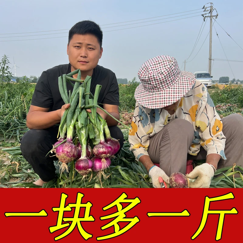 2025年河南开封紫皮水果洋葱现挖现发圆葱头生吃脆甜5斤
