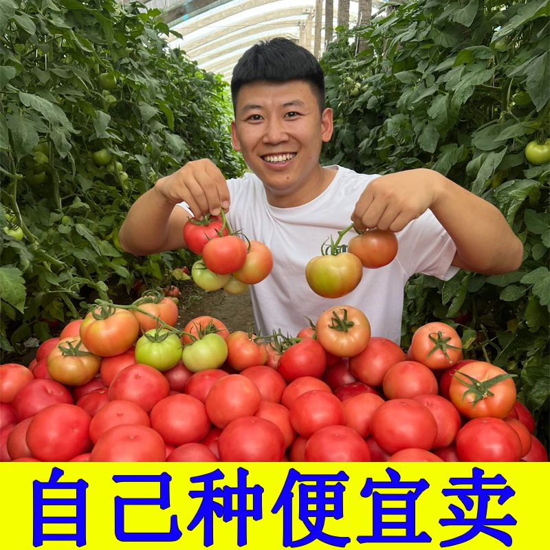 河南开封番茄老品种薄皮沙瓤西红柿现摘现发水果柿子自然成熟5斤