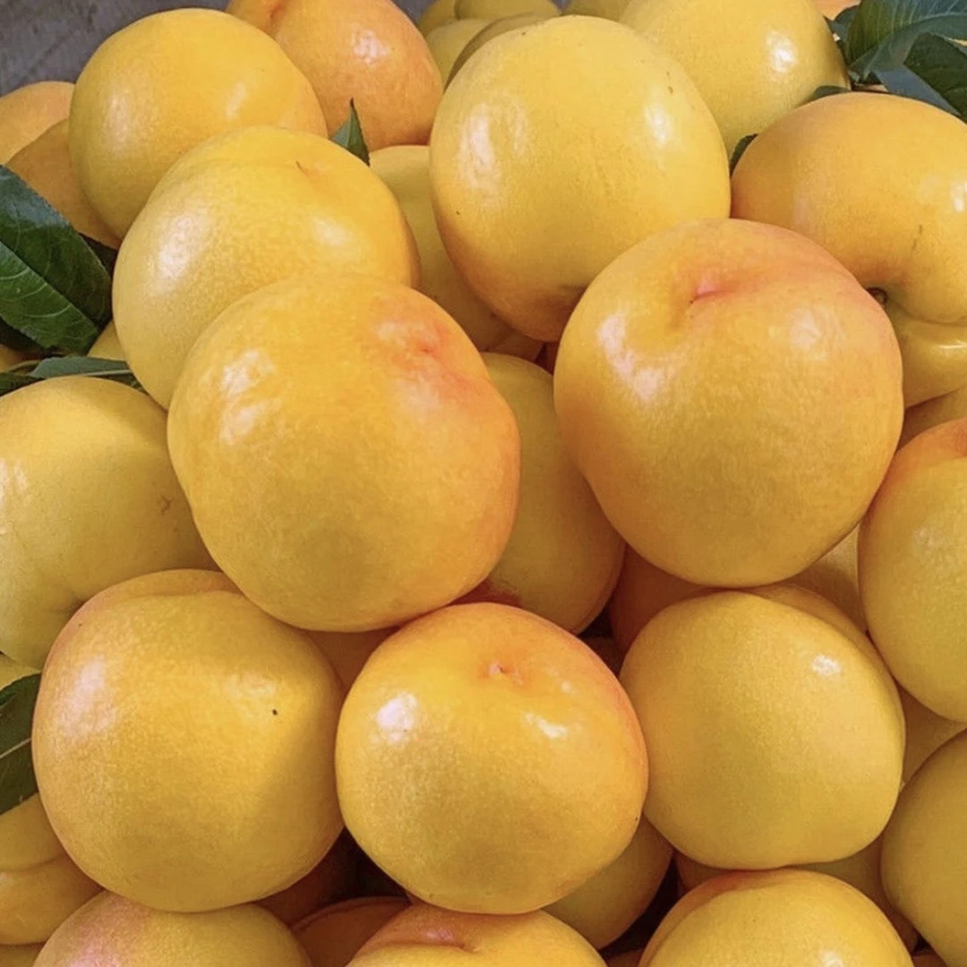 山东蒙阴水蜜桃油桃黄桃黄金油桃4.5斤新鲜采摘