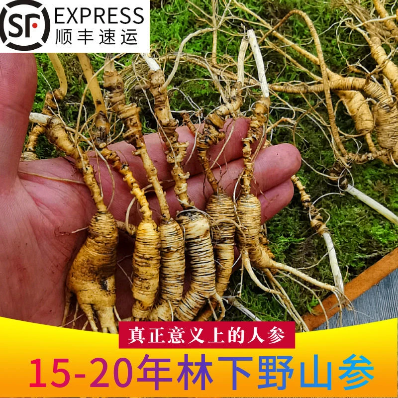 人参长白山人参林下参野山参15-20年林下参山参山参泡酒人参