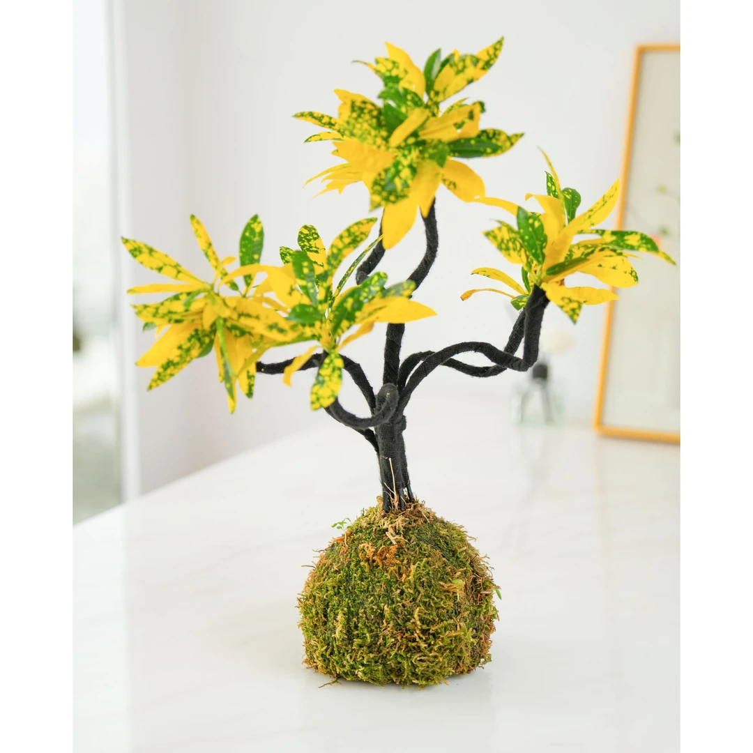 洒金榕苔藓球微景观独特变叶木水培苔玉小型盆景悬挂摆件