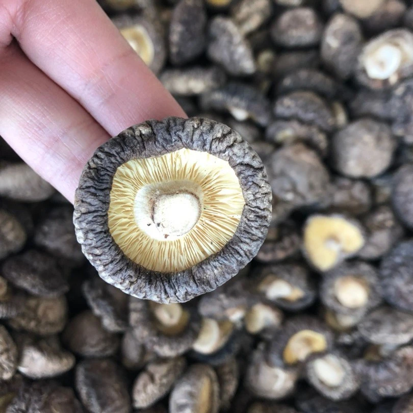 湖北随州香菇金钱菇精选香菇250克/500克非庆元香菇农家营养