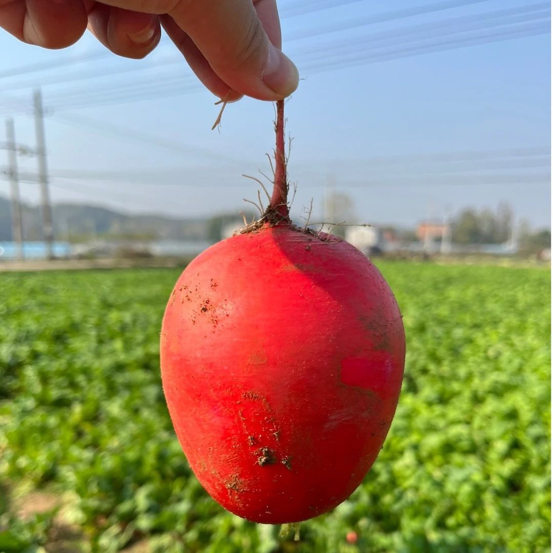 随州安居沙湾红萝卜 正宗的核心产区的红萝卜