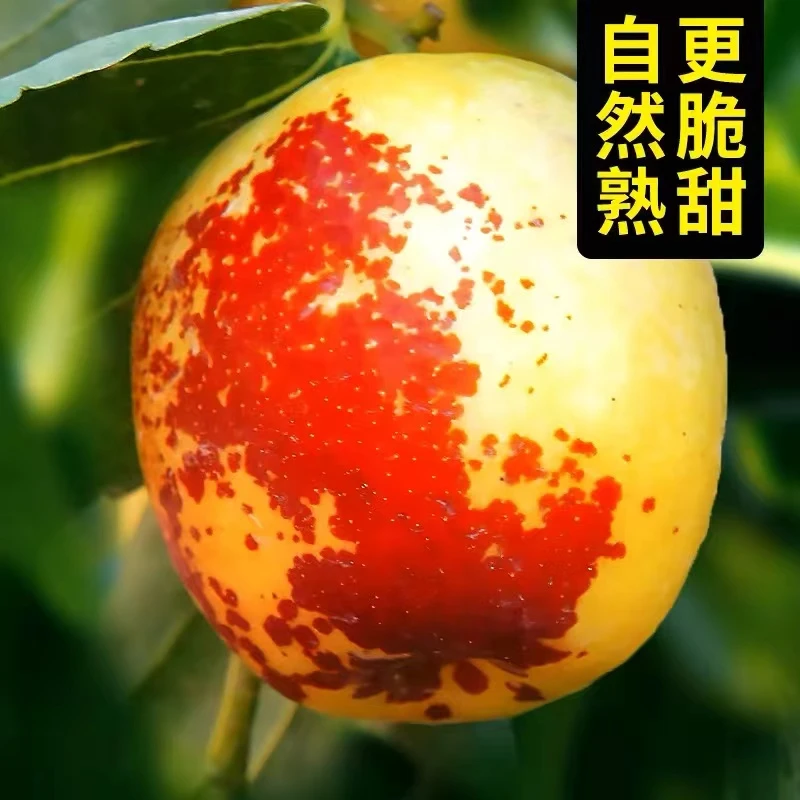 顺丰包邮大荔冬枣新鲜水果孕妇即食水果现摘现发农家自种坏果包赔