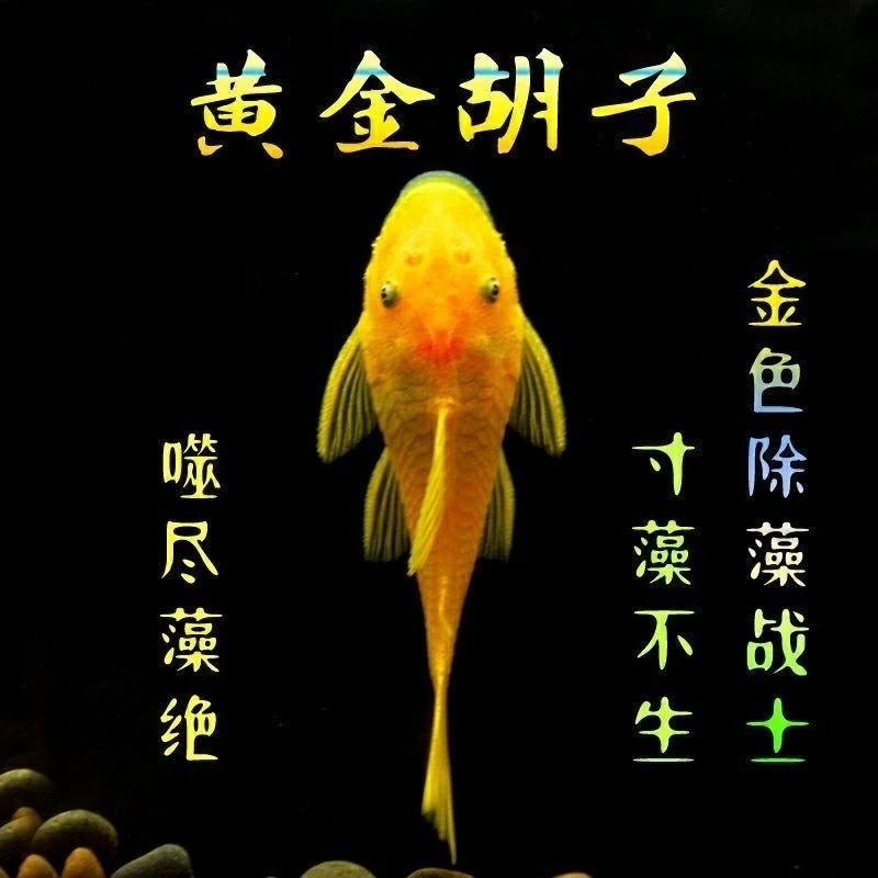 黄金胡子大帆除藻清理鱼缸热带小型活体淡水鱼工具鱼包邮包损养殖