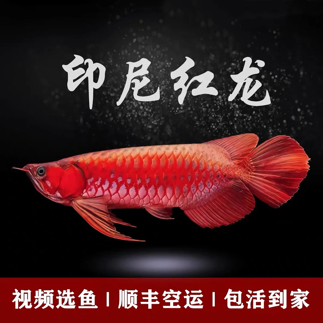 【福利专属】高端红龙鱼活体活体超血辣椒观赏鱼大型淡水鱼