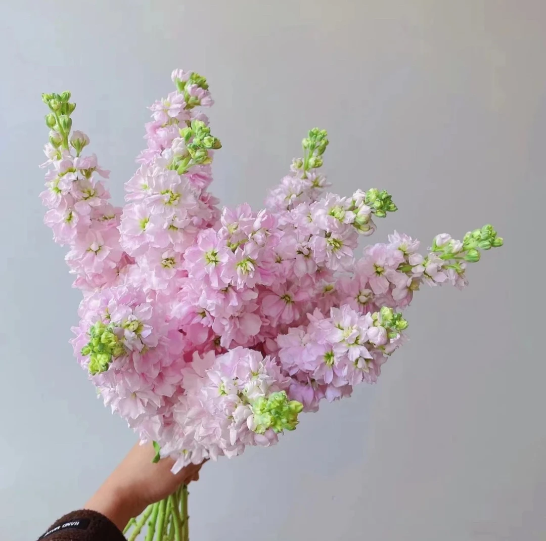 云南昆明斗南直发紫罗兰