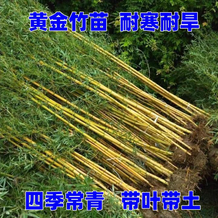 黄金竹庭院植物北方耐寒四季常青耐寒抗冻室内盆栽户外地栽观赏苗