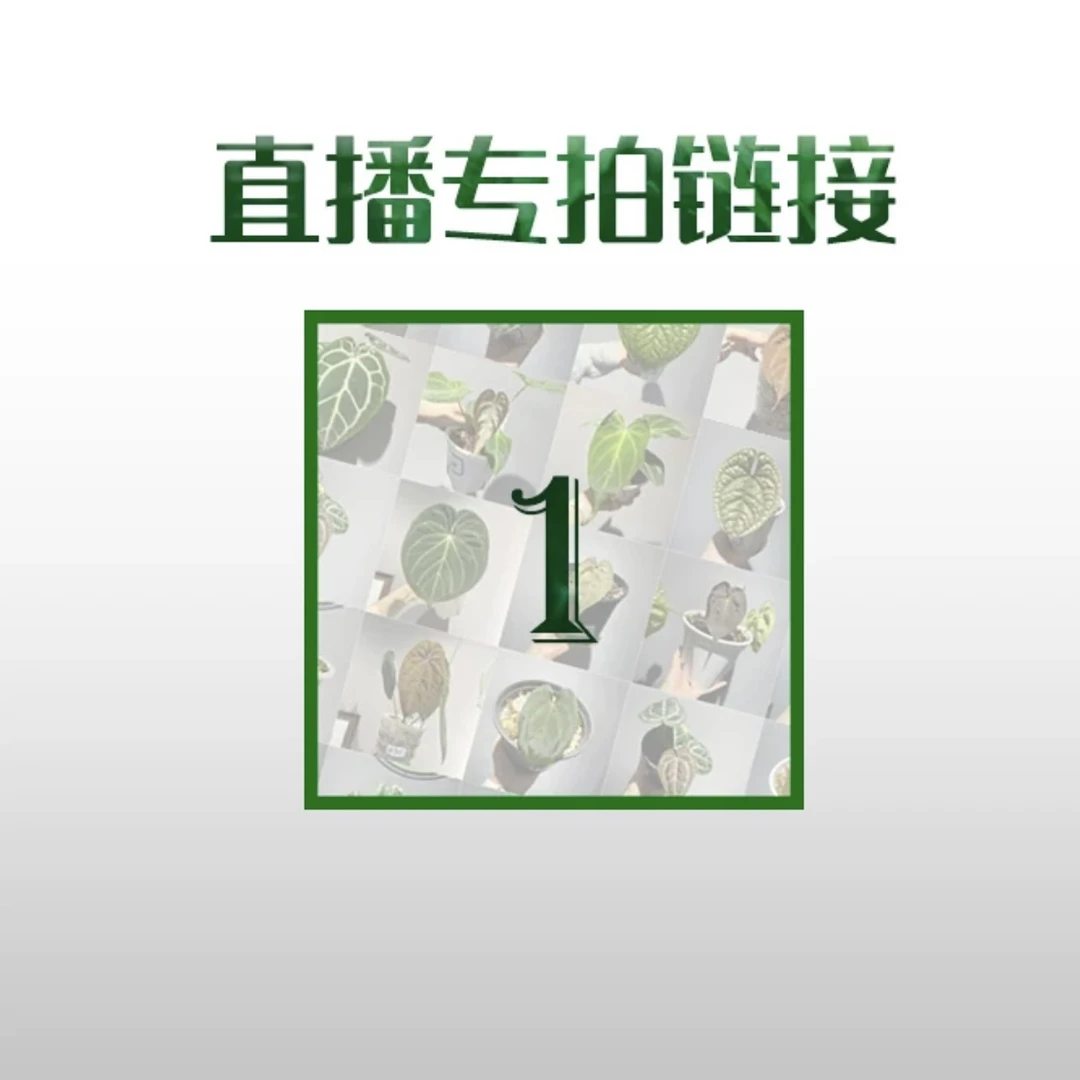 原森KsECO 网红ins风绿植 龟背竹 秋海棠 花烛直播间一号链接