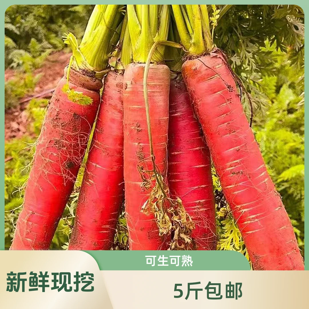 陕西沙地水果红萝卜新鲜蔬菜现挖现发红萝卜可生吃做菜炖汤