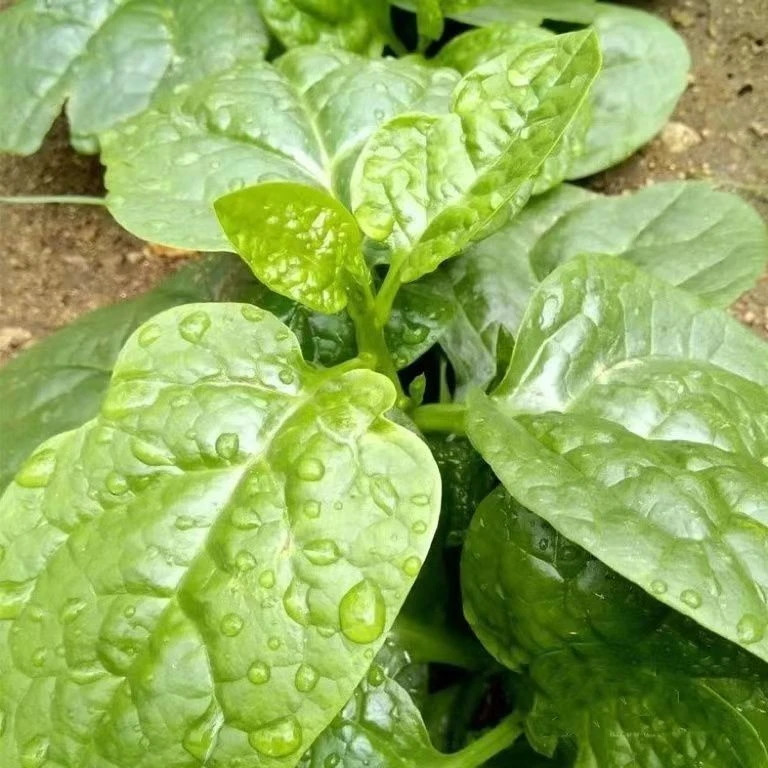 木耳菜种籽青菜蔬菜籽子四季春季种孑秋季木耳菜种籽阳台盆栽