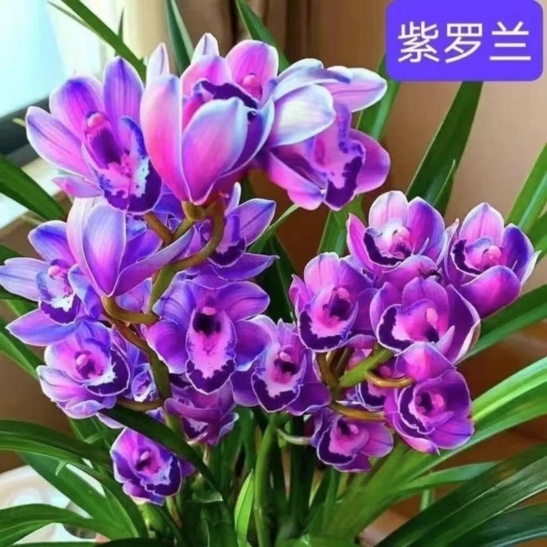 高端精品名贵浓香型兰花【紫罗兰】盆栽绿植好养紫色大花花卉大爆盆