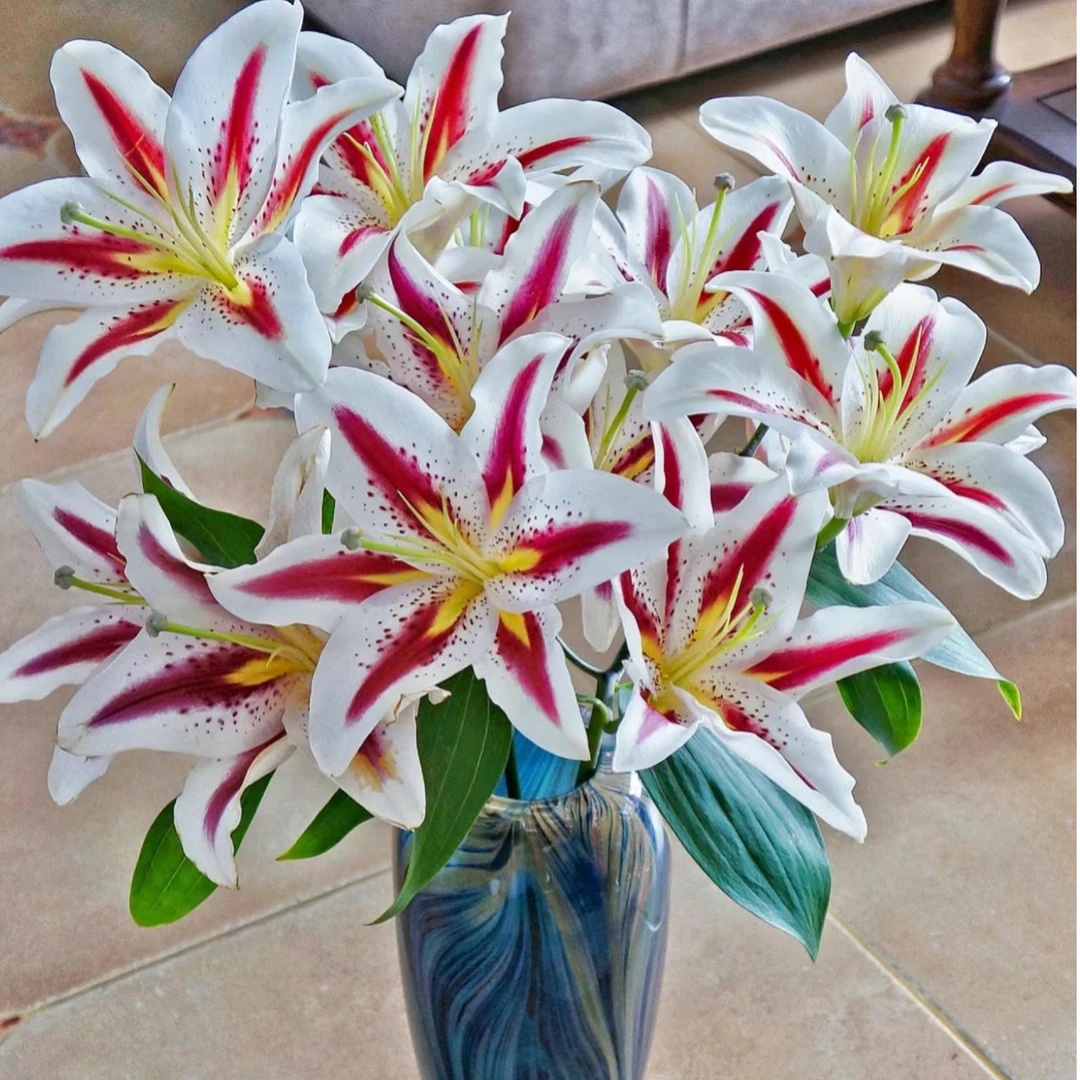 【买百合选林冲】笑脸单瓣香水百合 颜色独特 耐养 花期长 香味扑鼻