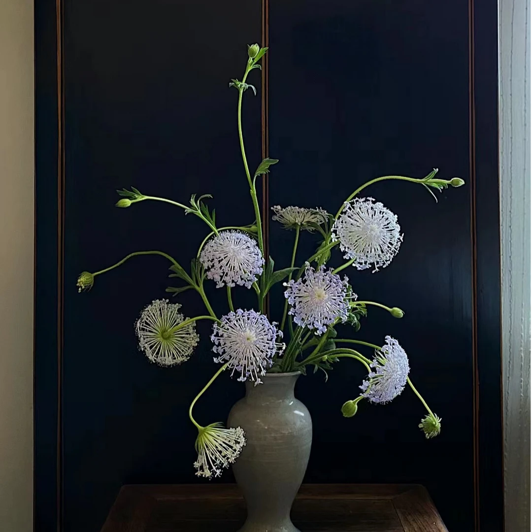 【翠珠 】仙气十足花期超长